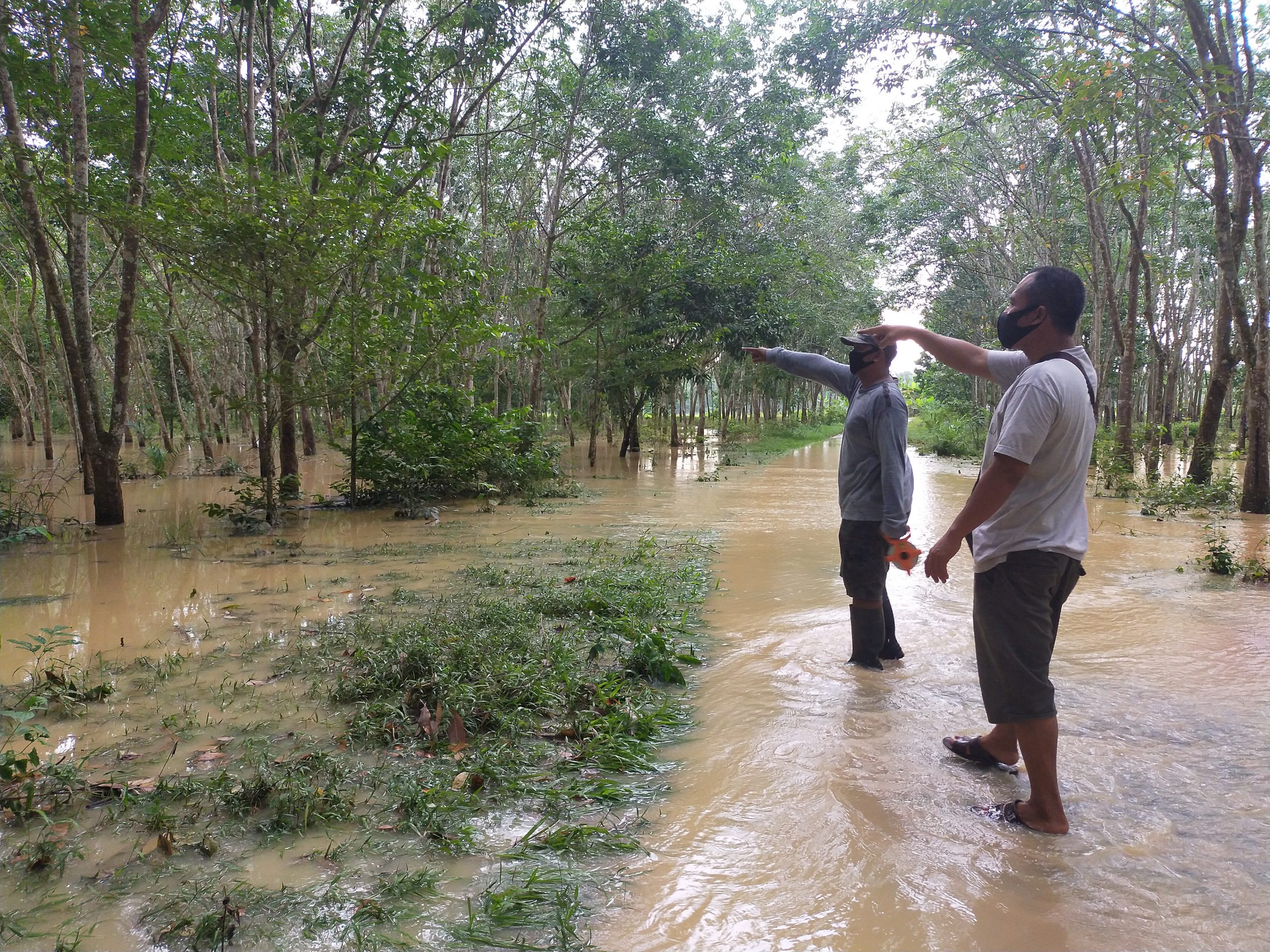 Mesuji: Selalu Banjir di kala Hujan, Merendam ladang Karet Puluhan Hektar